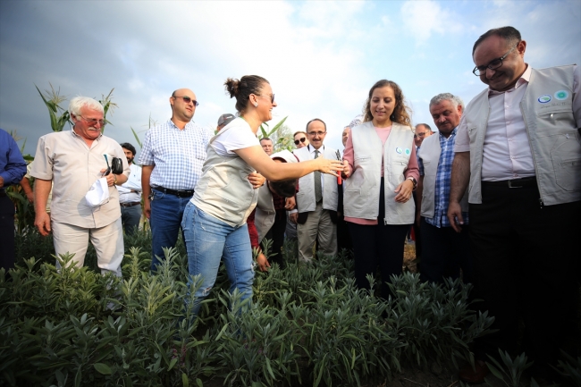 Düzce'de tıbbi ve aromatik bitkilerin ilk hasadı yapıldı